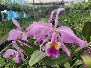 Cattleya Mrs. Myra Peeters