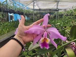 Cattleya Mrs. Myra Peeters