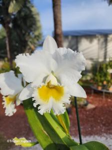 Cattleya Patricia Lines