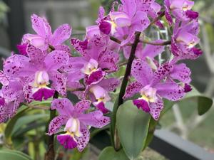 Cattleya Pink Elephants