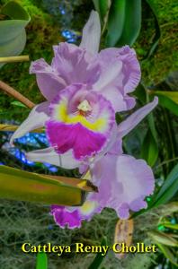 Cattleya Remy Chollet