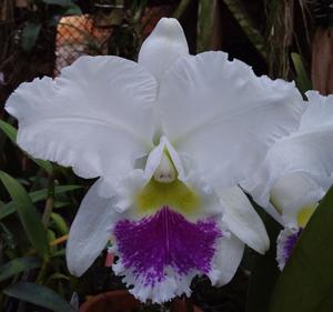 Cattleya Sonia Altenburg