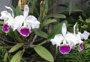 Cattleya Sonia Altenburg