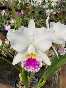 Cattleya Sonia Altenburg