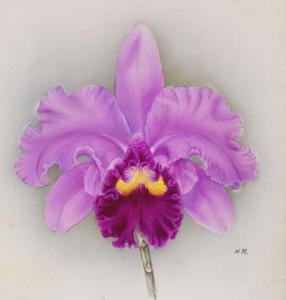 Cattleya Titrianae