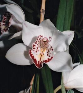 Cymbidium Almond Blossom