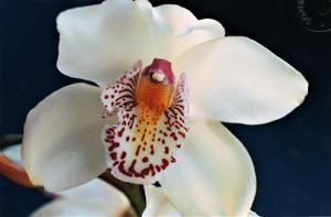 Cymbidium Almond Blossom