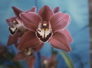 Cymbidium Claude Pepper