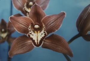 Cymbidium Claude Pepper