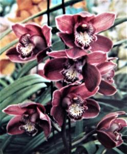 Cymbidium Harriet Maul