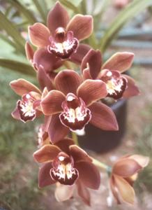 Cymbidium Peepers