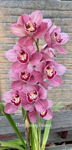 Cymbidium Red Beauty