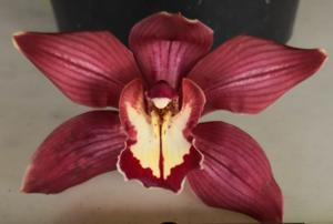 Cymbidium Red Beauty