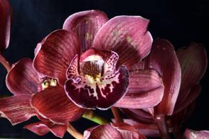 Cymbidium Red Beauty