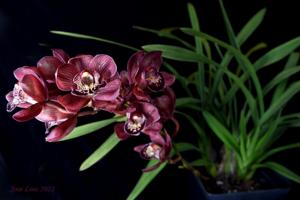 Cymbidium Red Beauty