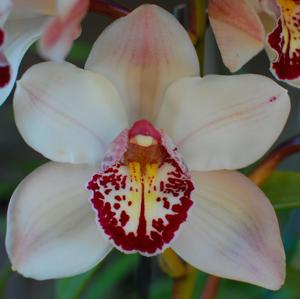 Cymbidium Via Mar Tranquila