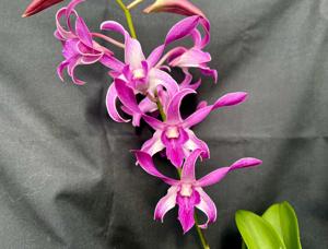 Dendrobium Alan Mann