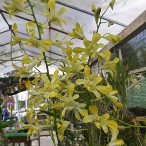 Dendrobium Banana Royal