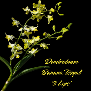 Dendrobium Banana Royal