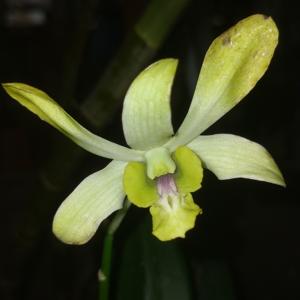 Dendrobium Banana Royal