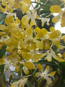 Dendrobium Banana Royal