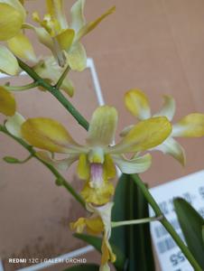 Dendrobium Banana Royal