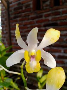 Dendrobium Banana Royal