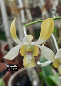 Dendrobium Banana Royal