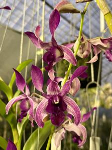 Dendrobium Bicentennial