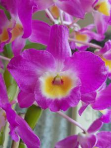 Dendrobium Cinderella