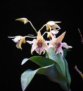 Dendrobium December Delight