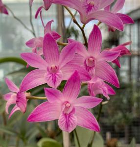 Dendrobium Esme Poulton