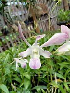 Dendrobium Macrod'albert