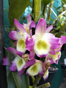 Dendrobium Maihime