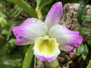 Dendrobium Maihime