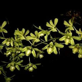 Dendrobium Mary Trowse