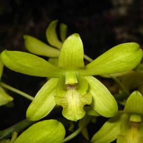 Dendrobium Mary Trowse