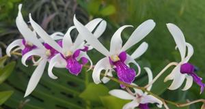 Dendrobium Meesangnil