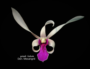 Dendrobium Meesangnil