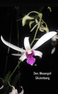 Dendrobium Meesangnil