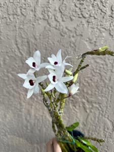 Dendrobium Niitaka