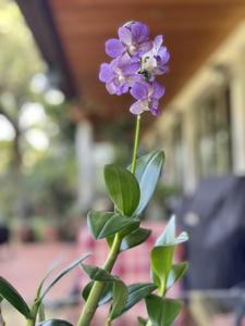 Dendrobium Queen Emma