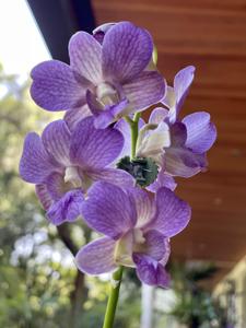 Dendrobium Queen Emma