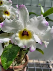Dendrobium Romeo