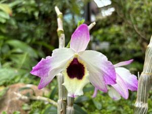 Dendrobium Sunburst