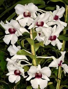 Dendrobium Thomas Warne