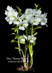 Dendrobium Thomas Warne