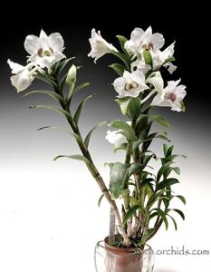 Dendrobium Thomas Warne