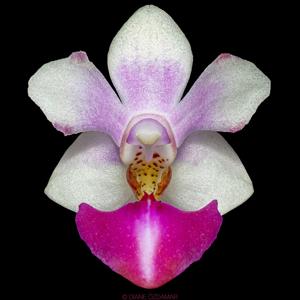 Phalaenopsis Anna-Larati Soekardi