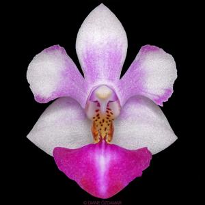 Phalaenopsis Anna-Larati Soekardi